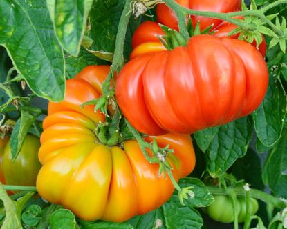 Easiest Tomatoes to Grow: 7 Foolproof Varieties | Gardening Know How