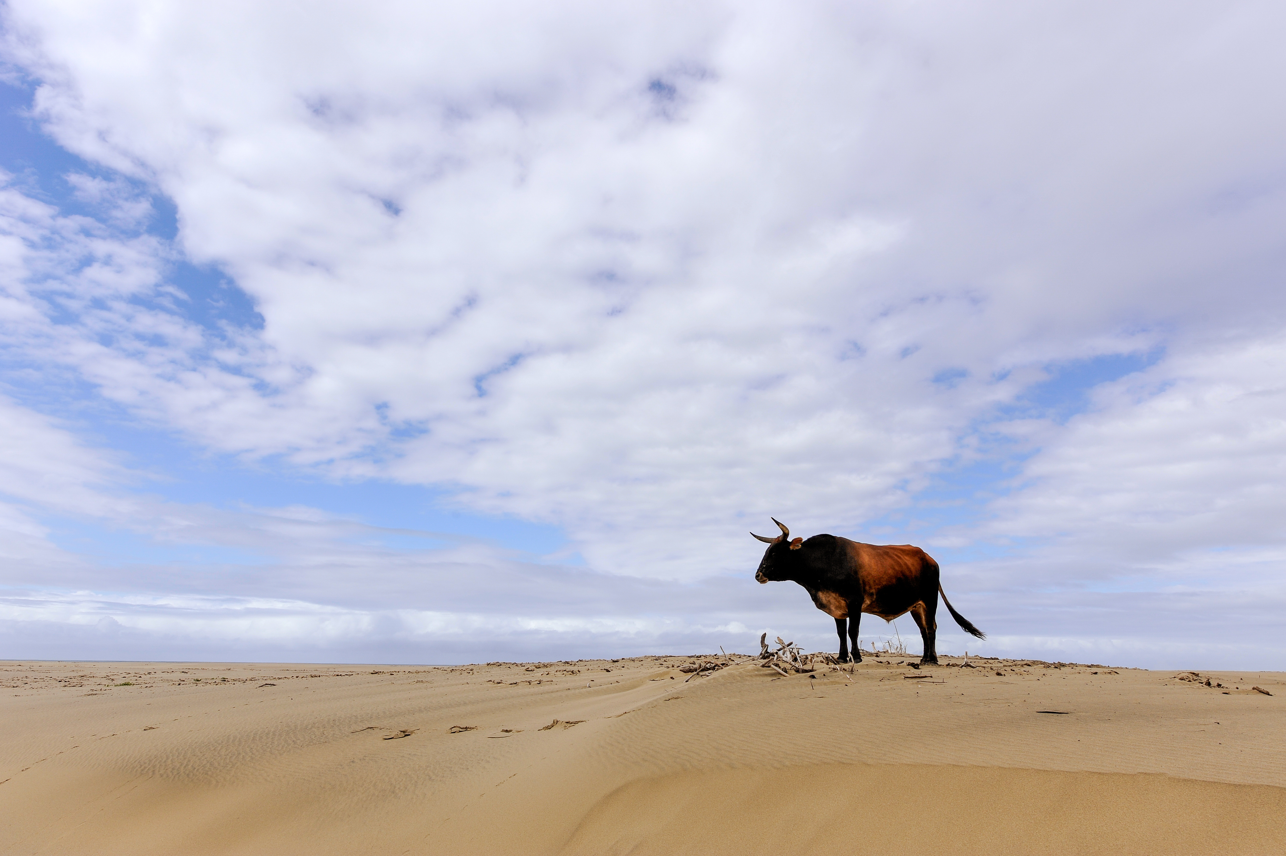 A bull cow standing on the beach against a vast blue sky with white clouds, Umngazi River Bungalows, Eastern Cape; South Africa