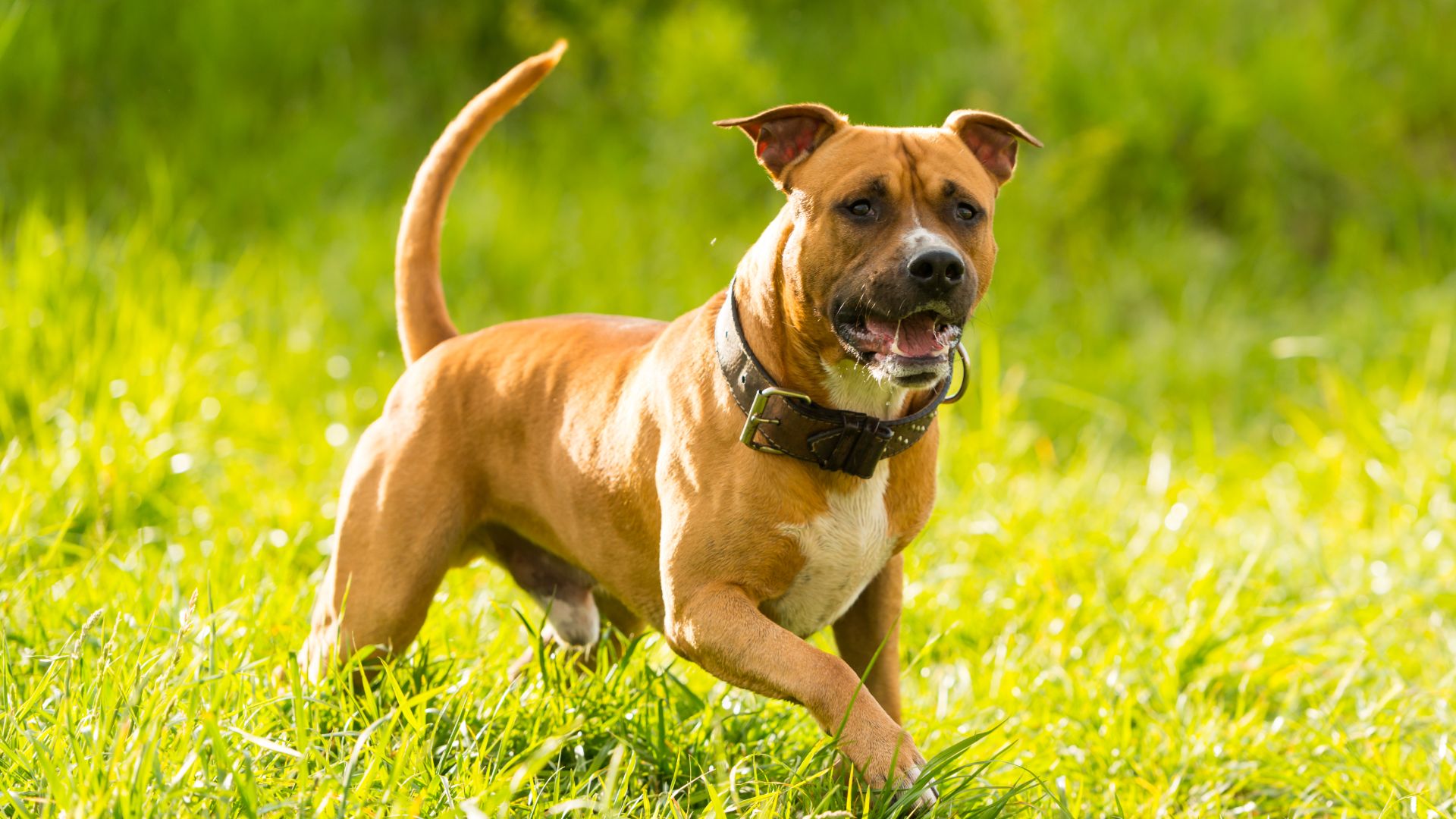 tan american staffordshire running through grass, he has a wide, flat head and and a chunky snout