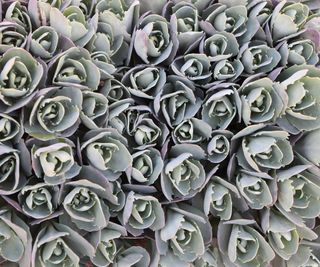 sedum ground cover showing tight green florets