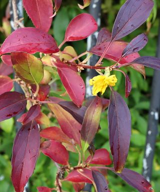 Frosythia fall foliage