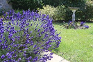 A garden with lavender