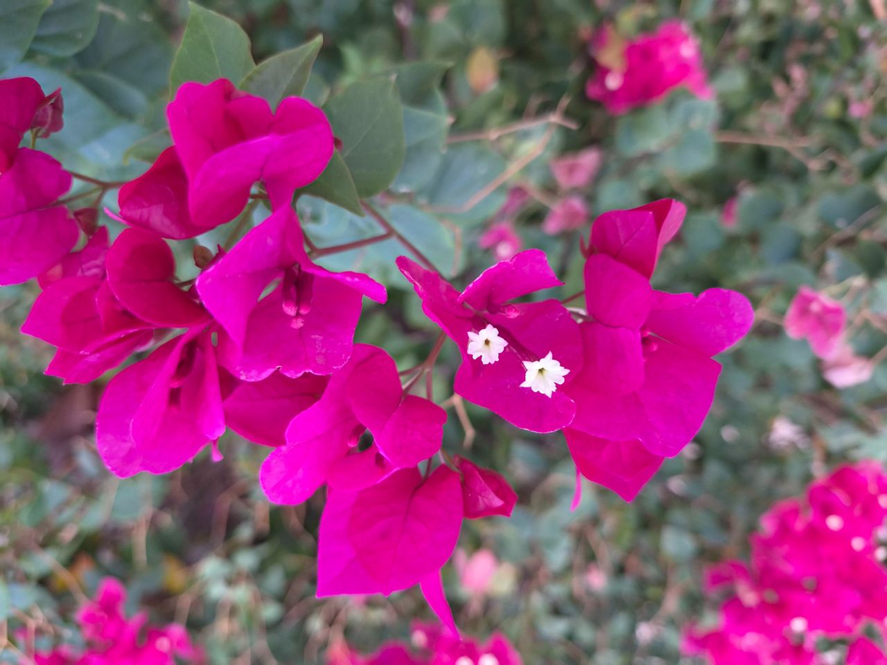 Camera samples captured with the Samsung Galaxy S26 FE.