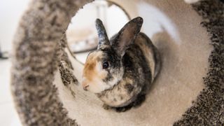 Rabbit in tunnel