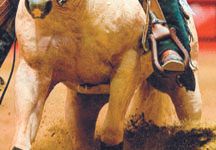 reining2.jpg