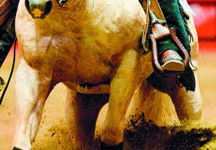 reining2.jpg