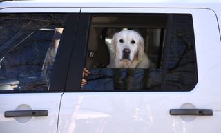 A dog rides in a car.