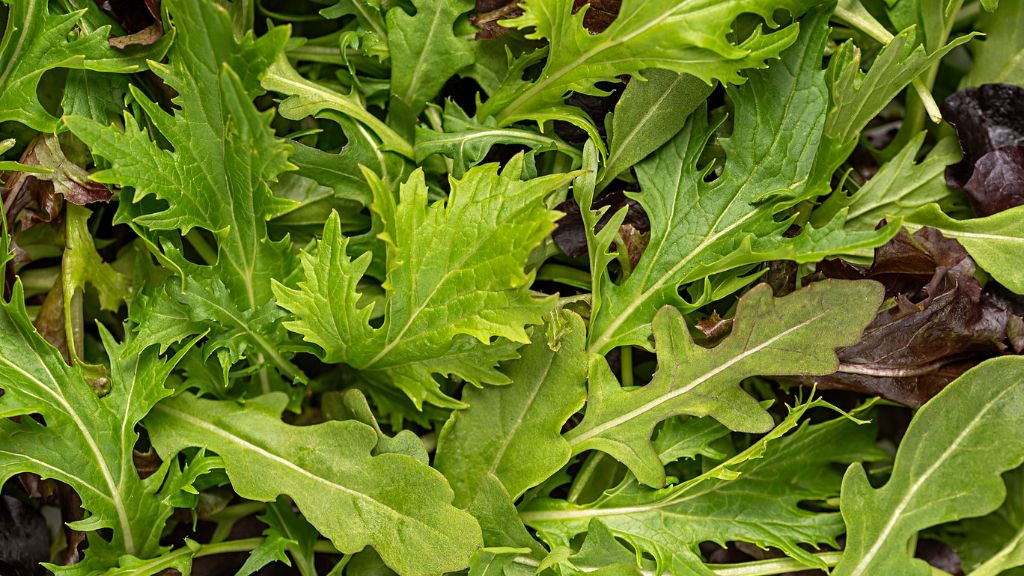 Mustard greens