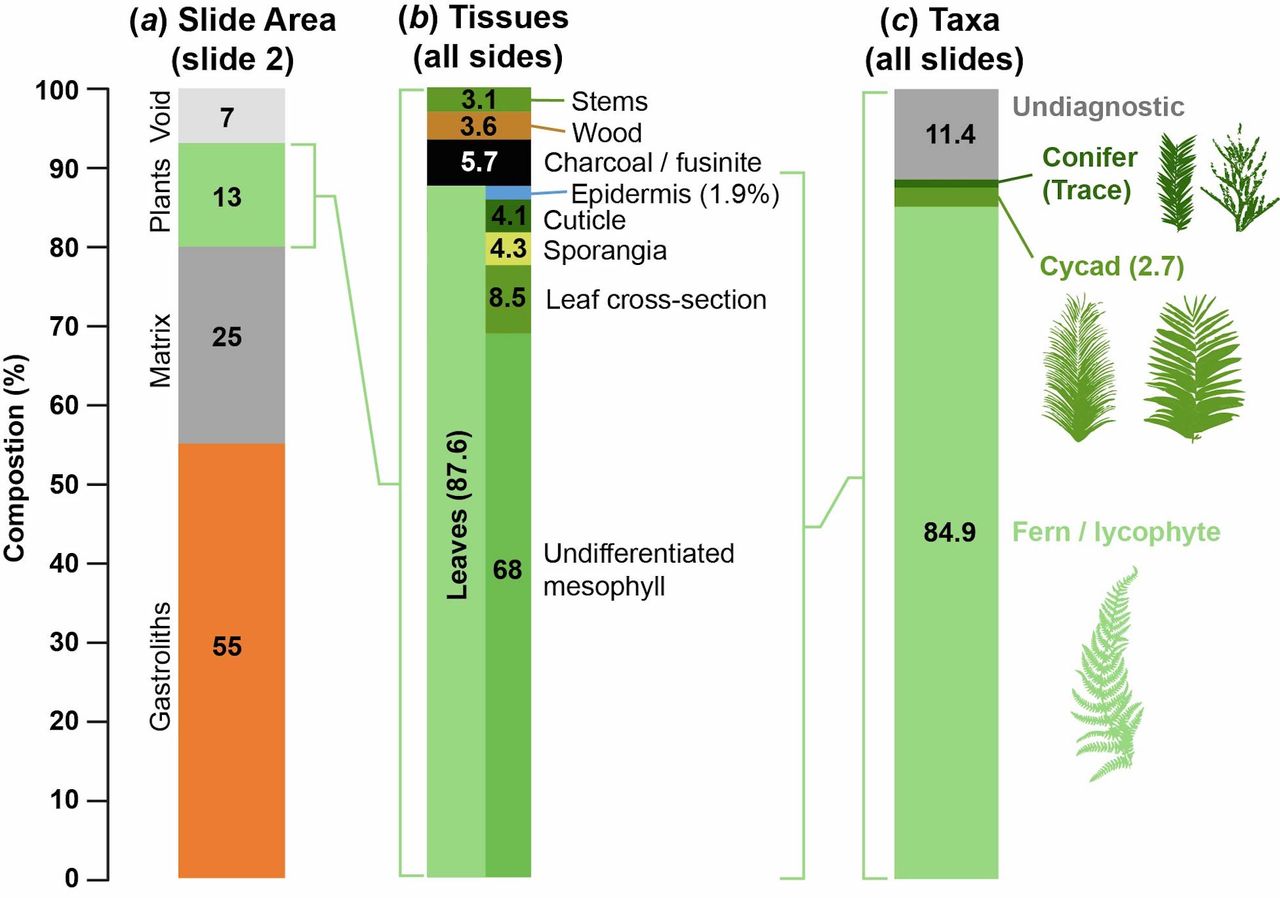Borealopelta markmitchelli's last meal revealed it ate about 88% leaves, 6% charcoal, 4% wood and 3% stems. It even swallowed stones to help it break down its food, just like birds do today.