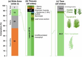 A última refeição de Borealopelta markmitchelli revelou que comeu cerca de 88% de folhas, 6% de carvão vegetal, 4% de madeira e 3% de caules. Ele até engoliu pedras para ajudá-lo a quebrar sua comida, assim como os pássaros fazem hoje.