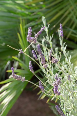 A close up of a lavender plant with silvery-toned leaves