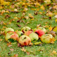 Fallen apples in autumn garden