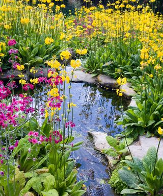 pond with planting