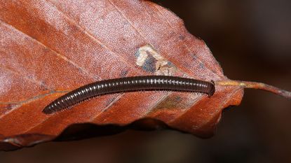 A Millipede on an Autumn leaf