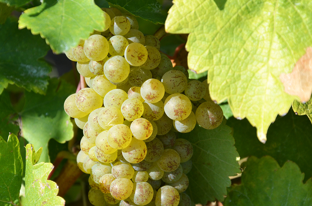 Chenin_grapes.jpg