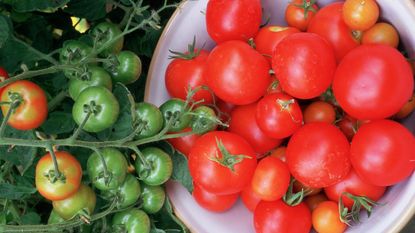 Green unripe tomatoes on vine & ripe red tomatoes freshly picked in bowl.