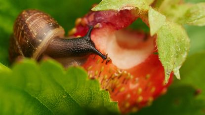 A slug eating a strawberry on the plant