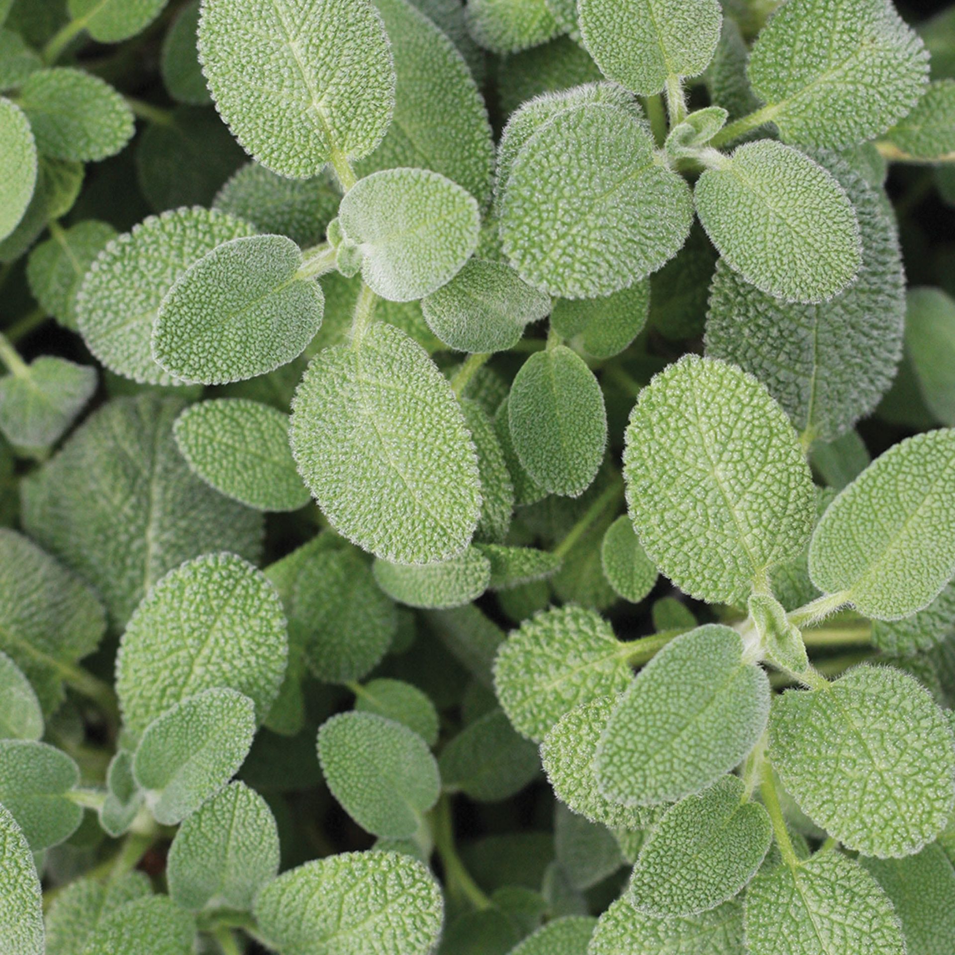 Berggarten Sage Herb Plant