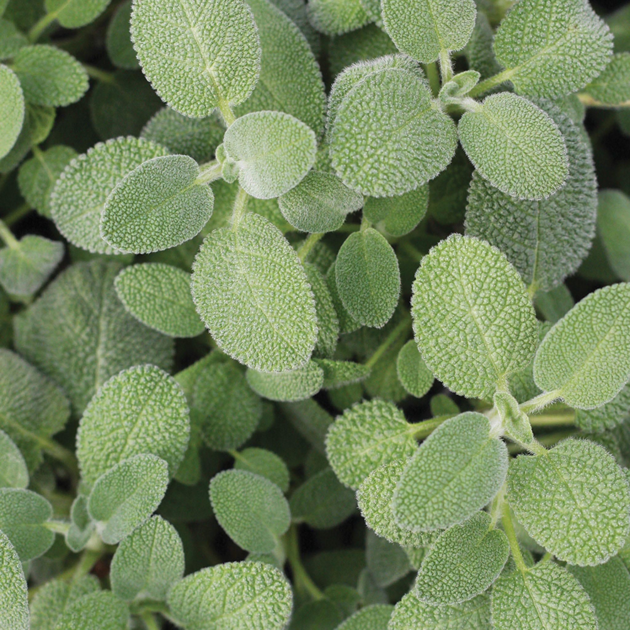 Berggarten Sage Herb Plant