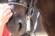 sport horse welfare debate EU