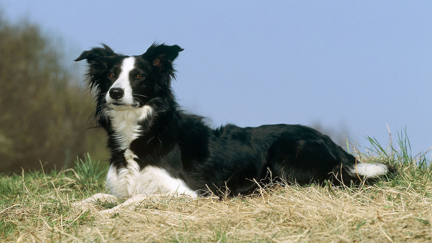 Border collie: British dog breeds