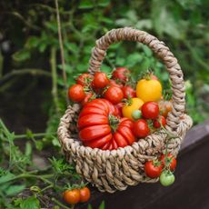 Basket full of heirloom tomatoes