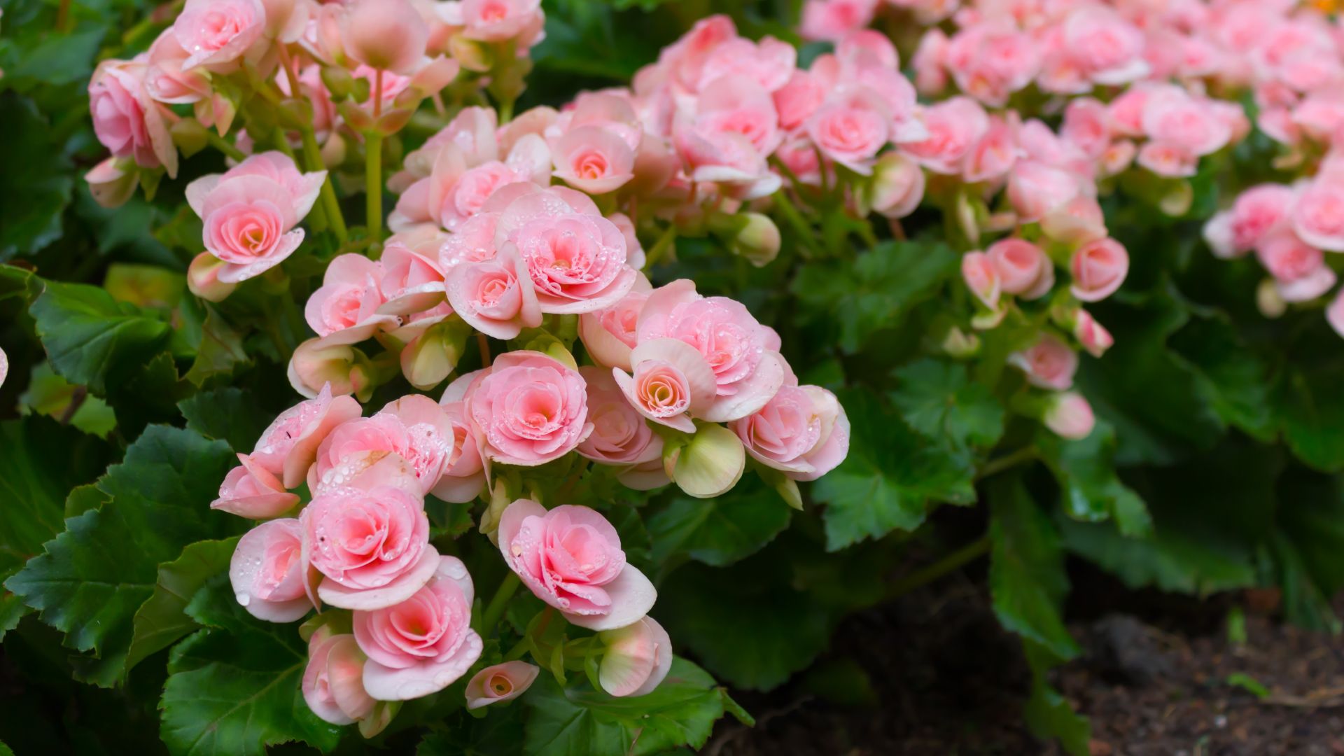 tuberous begonias in pale pink