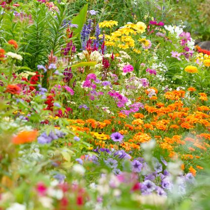 Flower bed filled with beautiful summer blooms