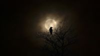 a moon shrouded in cloud with a large bird and tree silhouetted in the foreground.