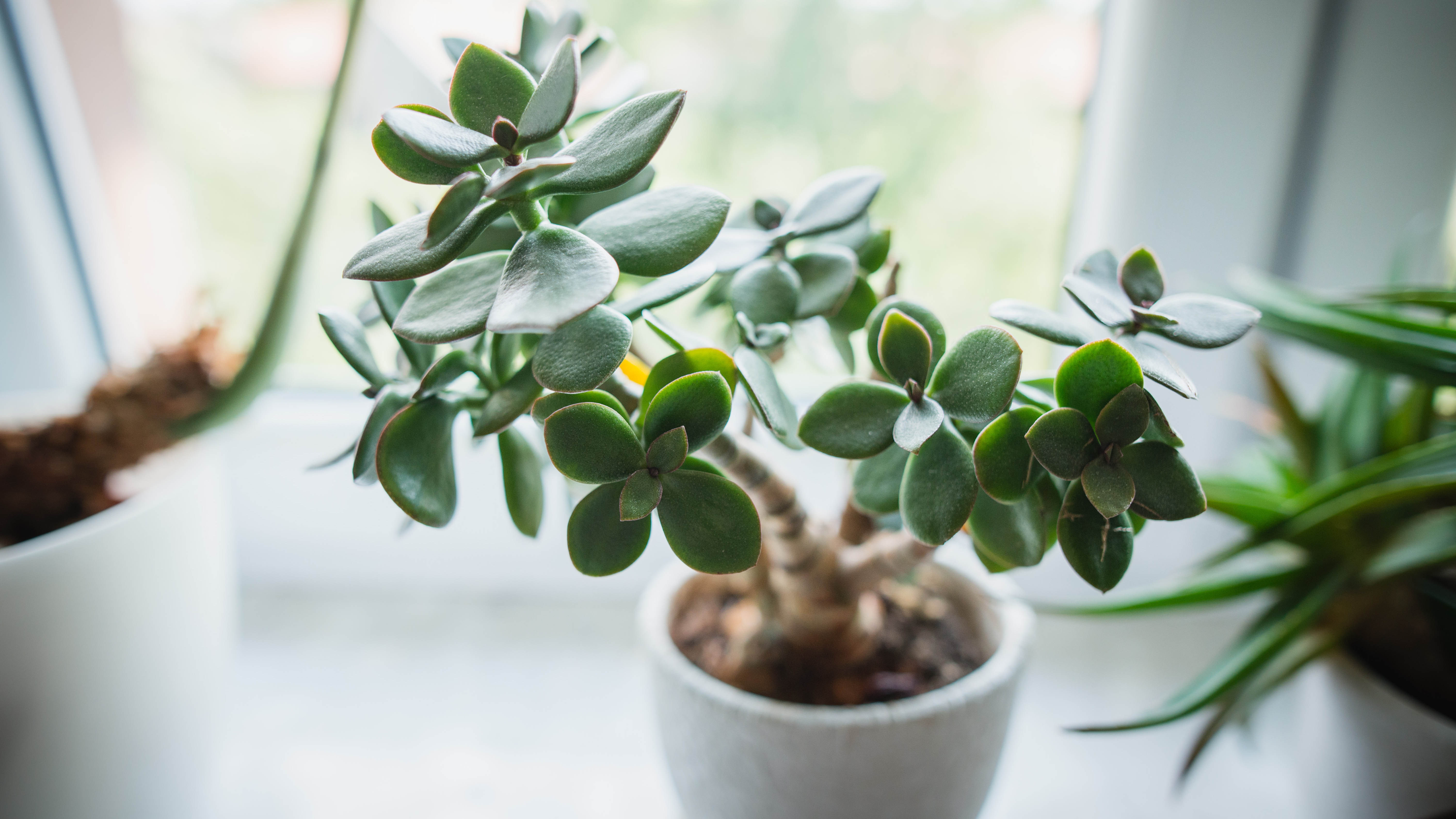 A Jade Plant sitting near a window