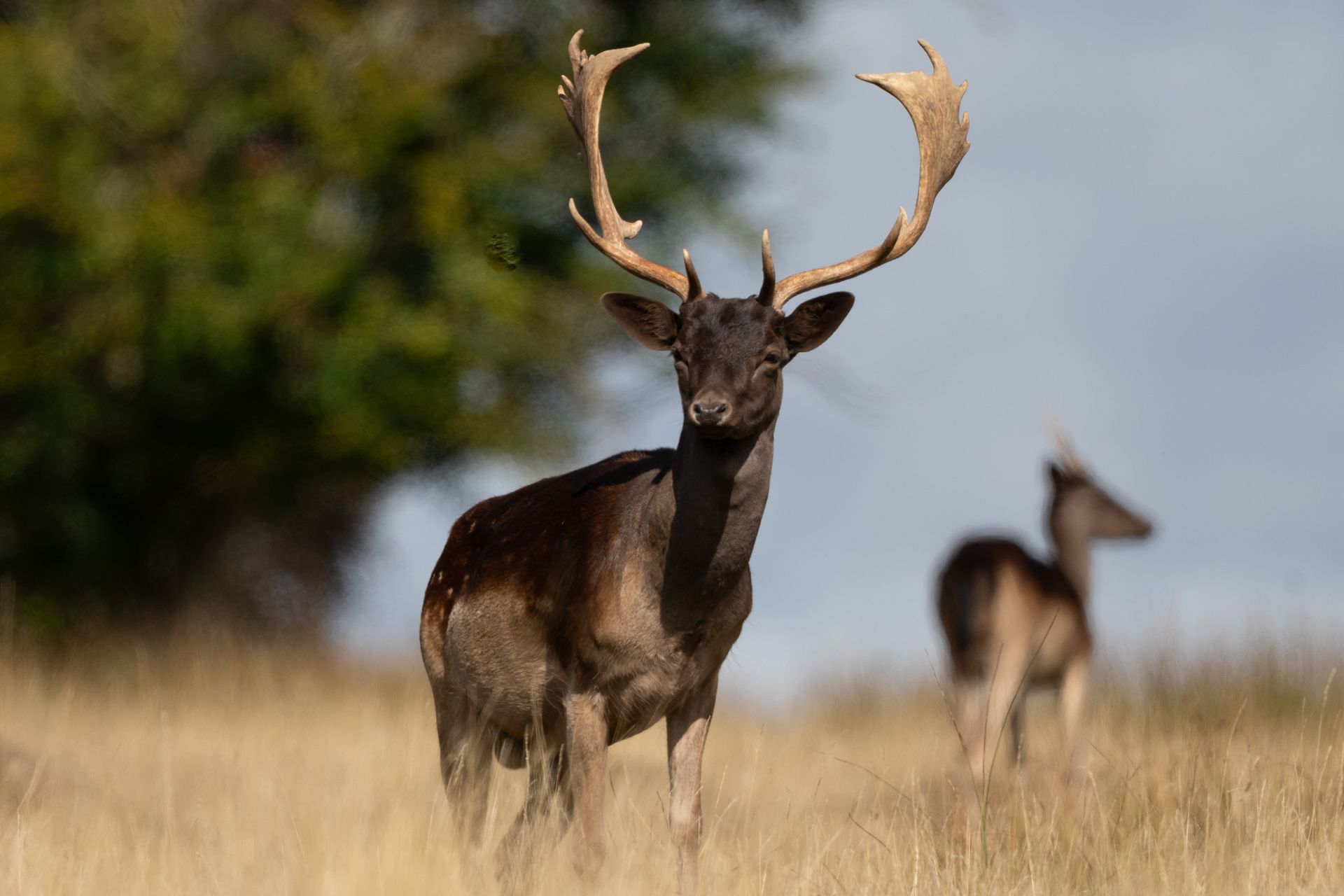 Telephoto image of a deer in a deer park