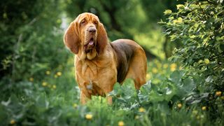 Bloodhound