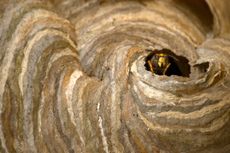 Home sweet home: a wasp's nest with guard at entrance.