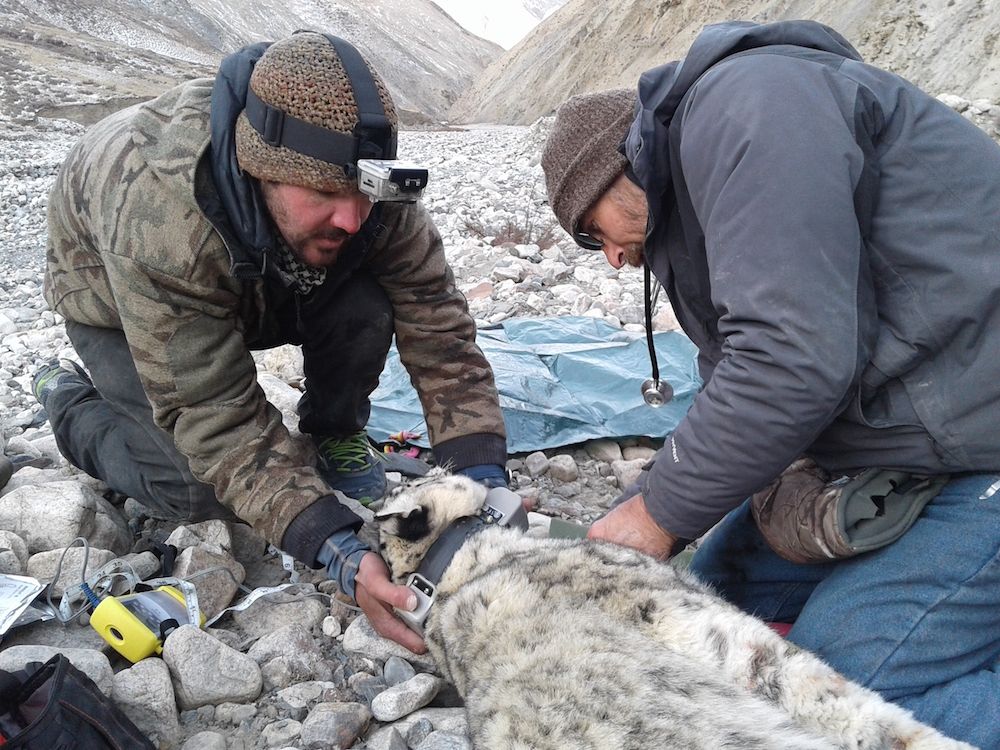 snow leopard in kyrgyzstan