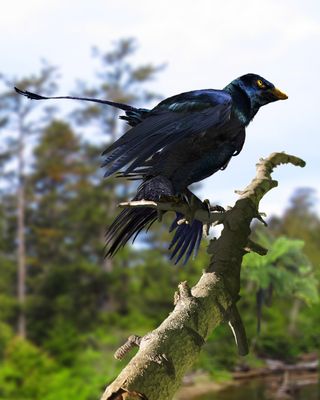Illustration of <i>Microraptor<i> on a tree branch, looking like an iridescent crow.