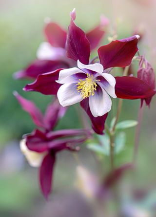 columbine flowers