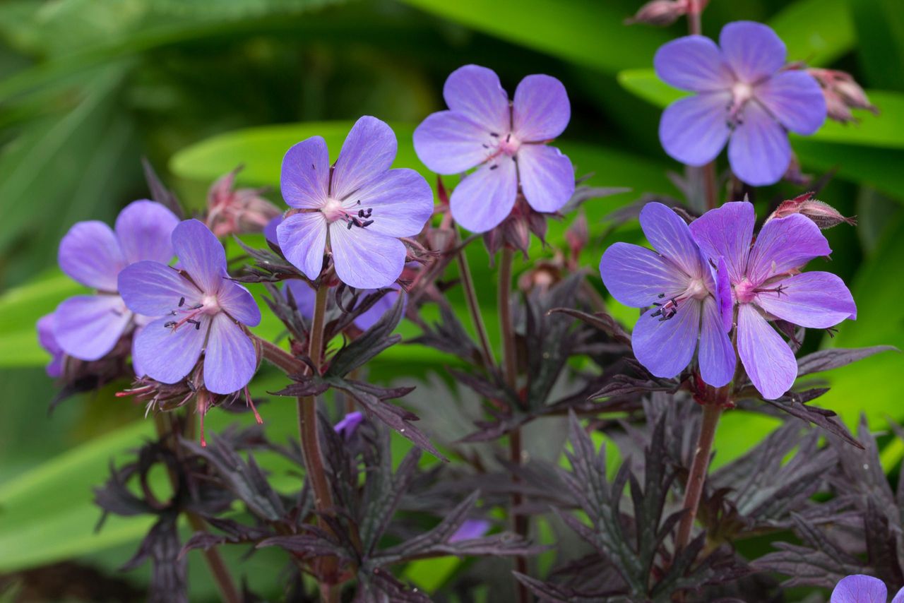 The hardy meadow cranesbill, aka Geranium pratense &#039;Midnight Reiter&#039;