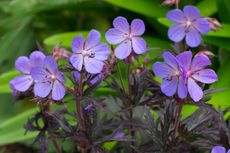 The hardy meadow cranesbill, aka Geranium pratense 'Midnight Reiter'