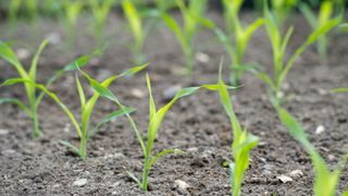 how to grow sweet corn: seedlings of early variety Swift sweet corn growing outside