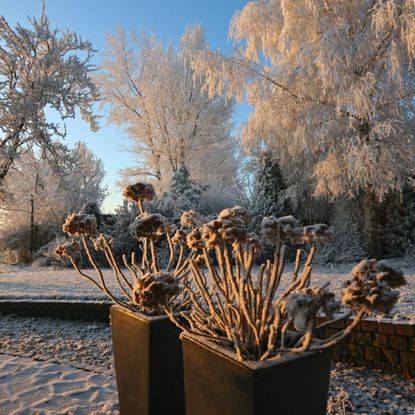 A snow covered garden catches the evening light