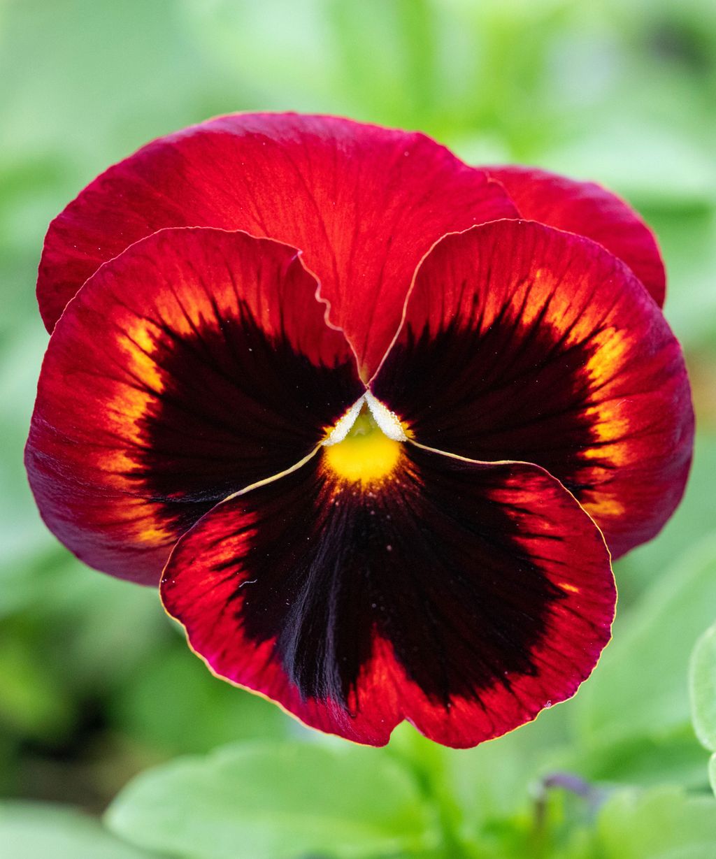 Best winter plants for pots and borders for color and scent Homes