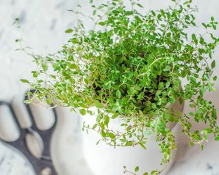 Thyme plant in pot on countertop next to scissors