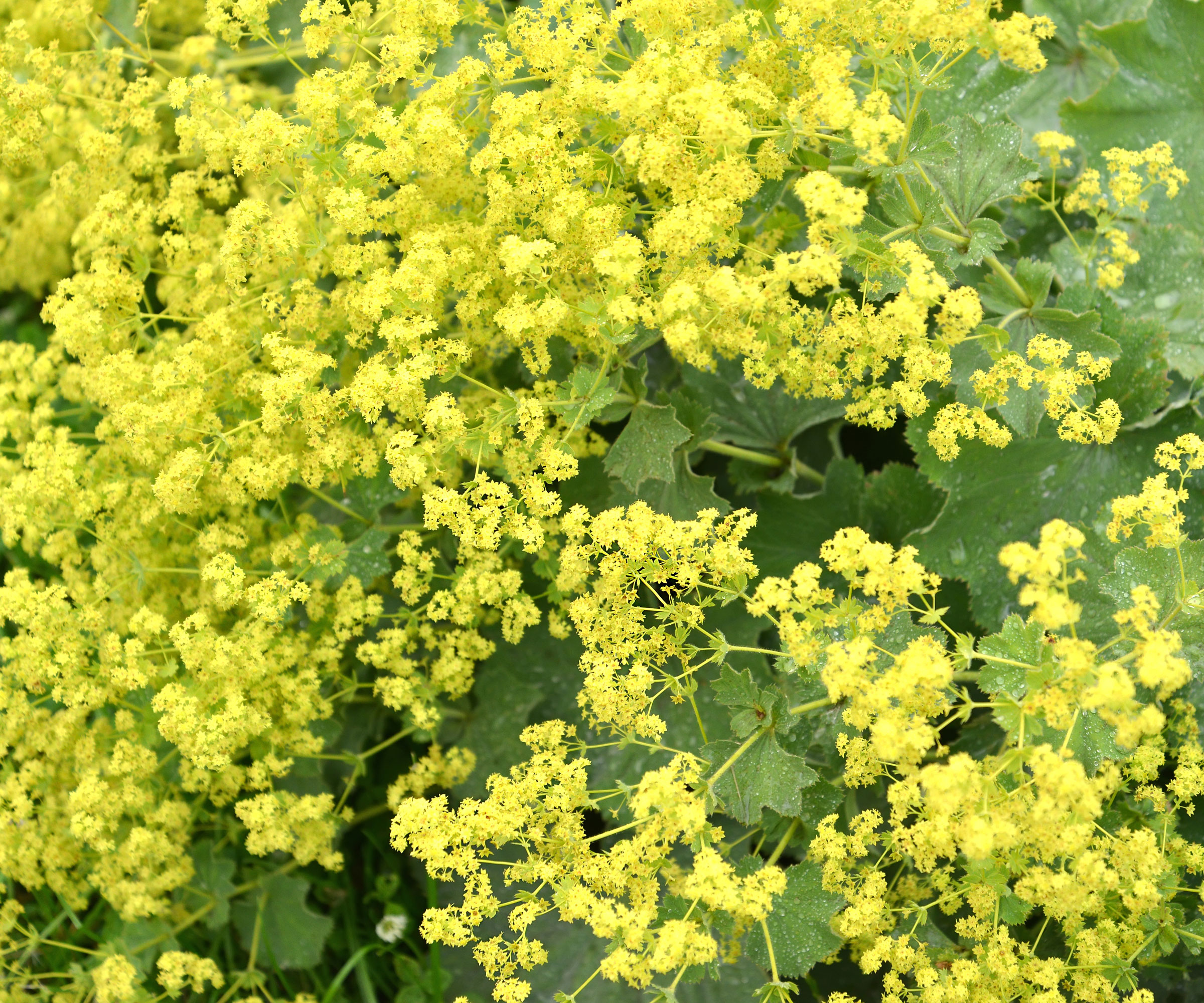 lady's mantle plants with bright yellow flowers