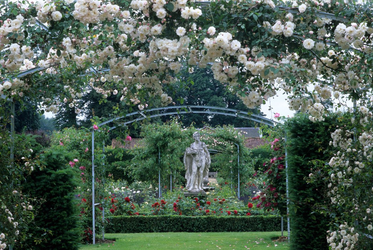 Fast growing plants: Rosa ‘Adélaïde d’Orléans&#039;