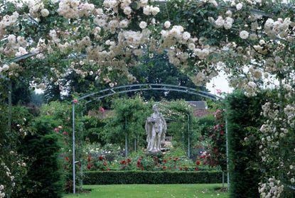 Fast growing plants: Rosa ‘Adélaïde d’Orléans'