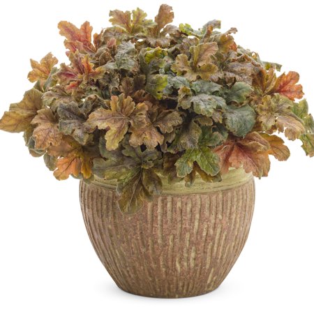 Proven Winners 6&amp;quot; Orange Fun and Games 'hopscotch' Foamy Bells Live Plant in 6.5&amp;quot; Pot
