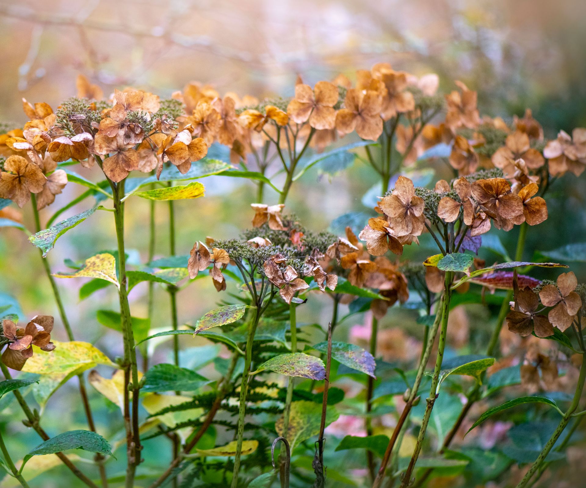 hydrangea plant with dry fading flower heads