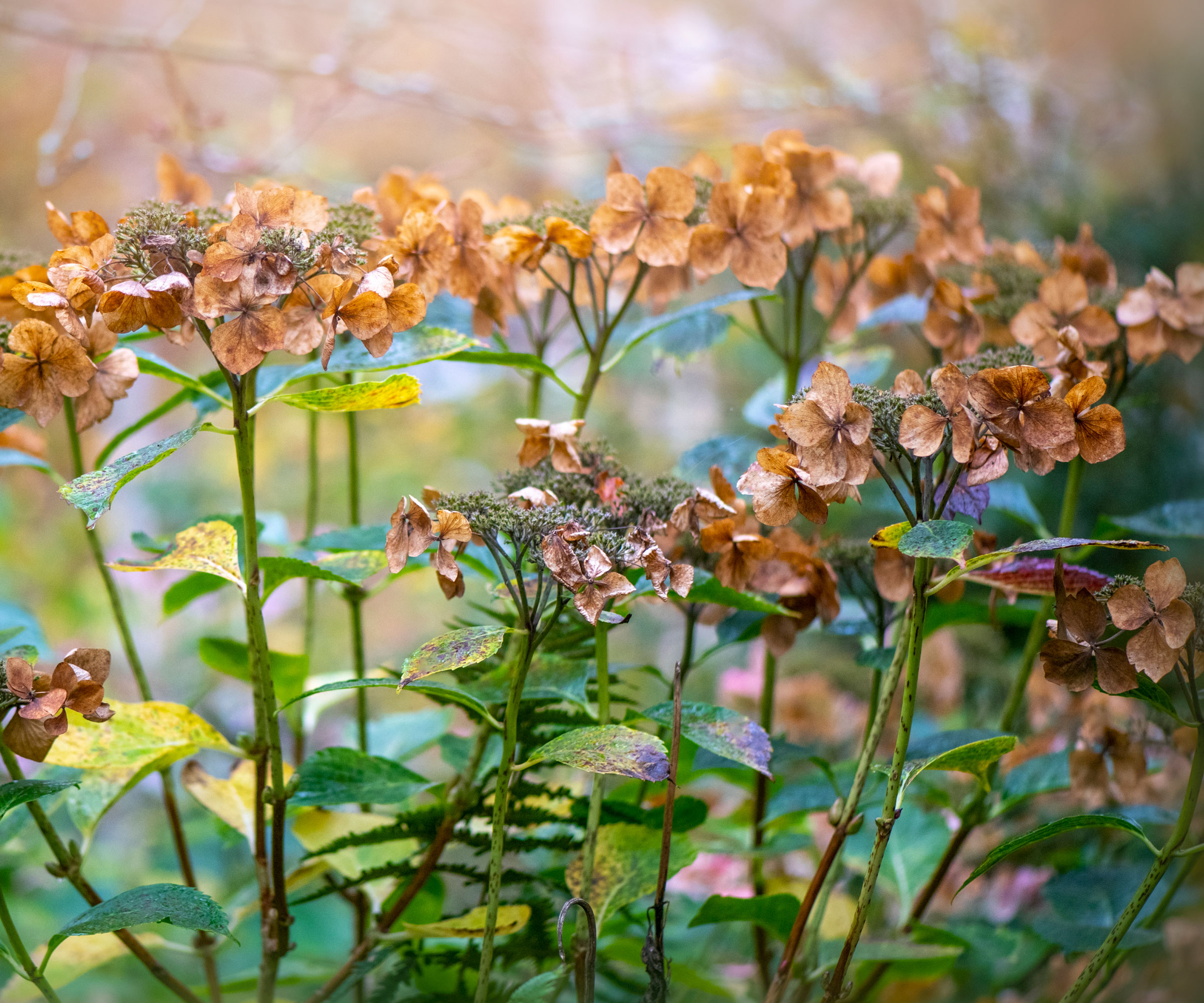 hydrangea plant with dry fading flower heads