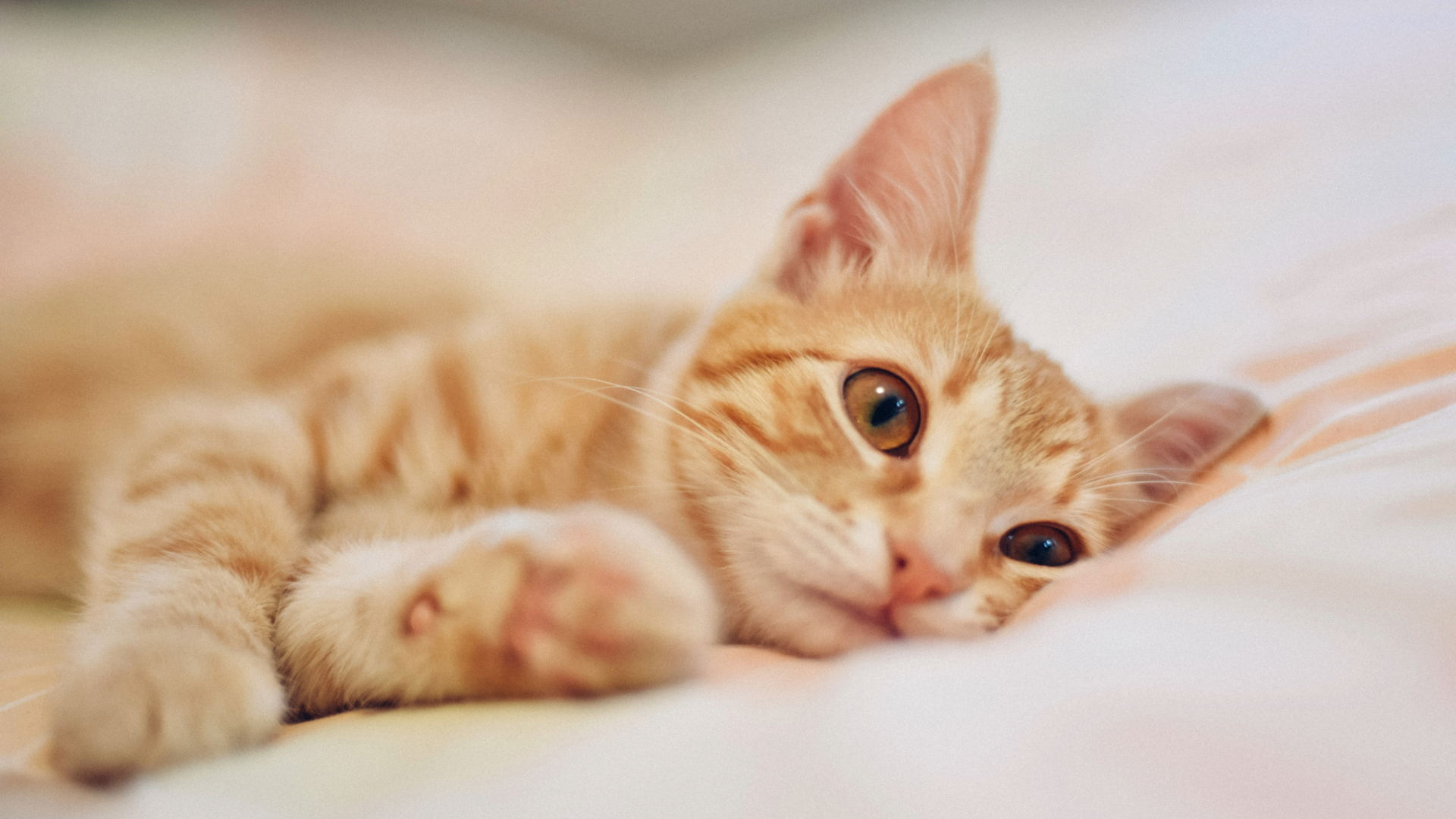 Ginger cat lying down