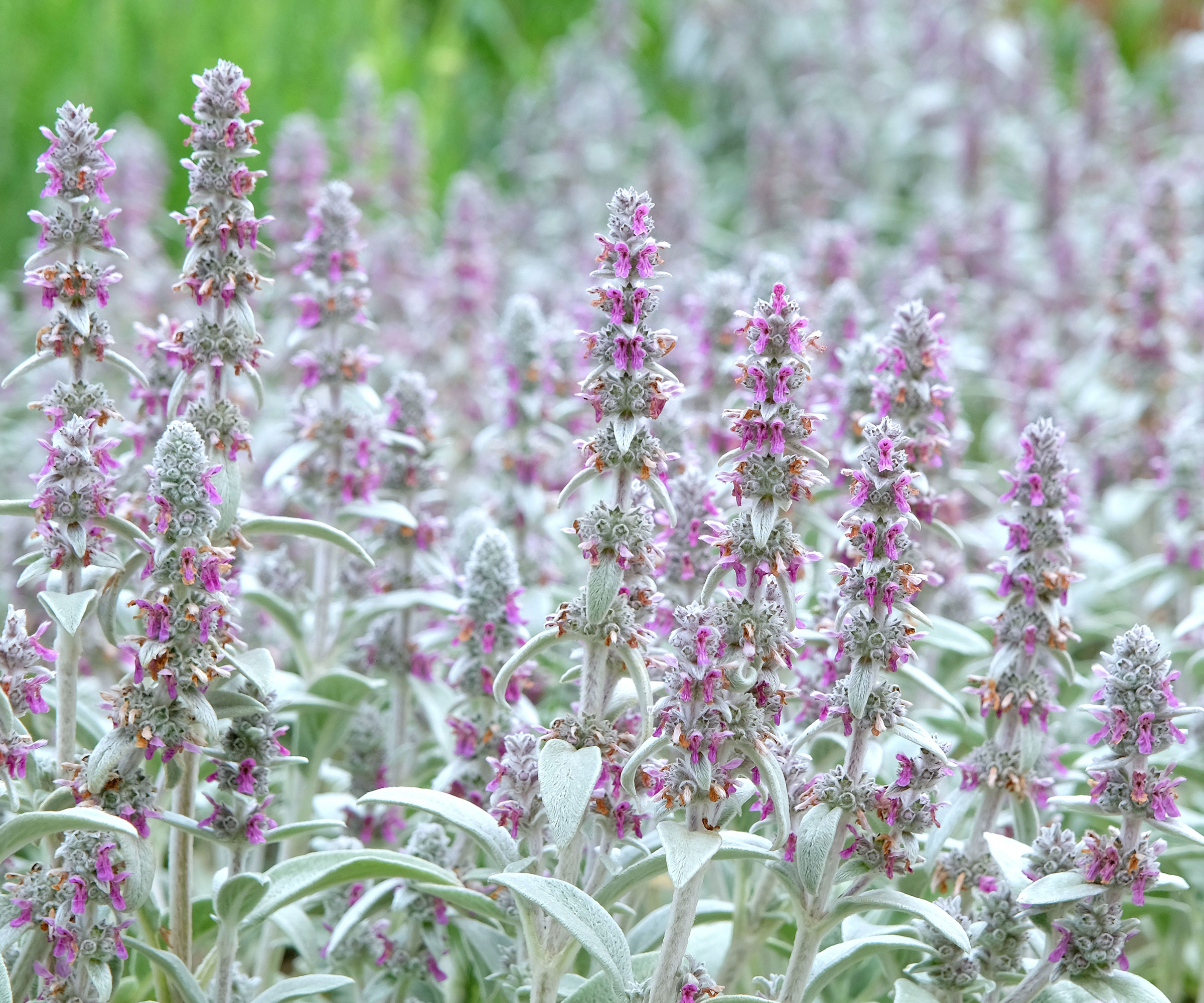 lamb's ear plant with fuzzy silver leaves and purple flower bracts
